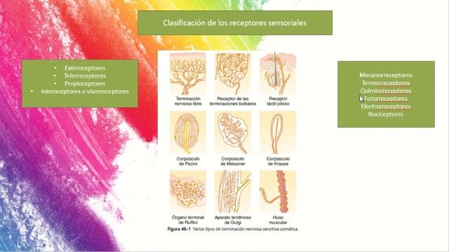 Fisiología de Sensaciones Somáticas. Receptor y estímulo; potencial de receptor. Parte 3 смотреть онлайн