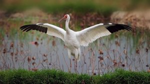 Биология 5 кл. (2023) 27 Параграф "Охрана природы" (Пасечник)