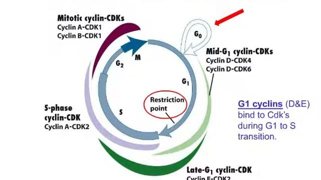 Control of Cell Growth and Differentiation CMM 12 9 14 смотреть онлайн