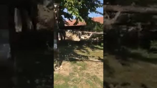 Неолитно селище с Неофит Рилски 25 Август 2018 смотреть онлайн