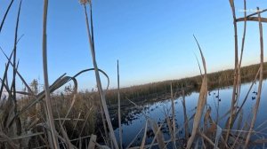 Охота на Утку 🦆🦆🦆 Краснодарский край Брюховецкий район .