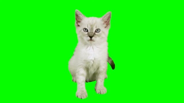 green screen product котёнок смотреть онлайн