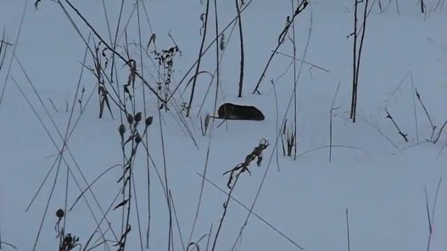 Мышка на заснеженном поле смотреть онлайн