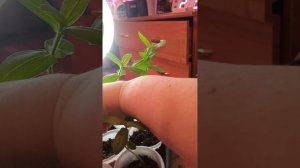 Делаю прищипку циниям для кущения 🍂🍂🍂 куста.#цинии #прищипка