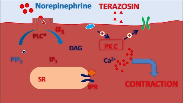 Terazosin For BPH And Hypertension - Mechanism, Precautions, Side Effects