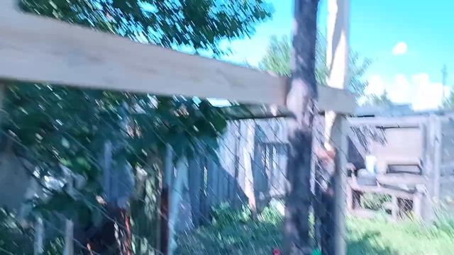 Как вырастить цыплят с минимальными потерями на свежем воздухе. смотреть онлайн