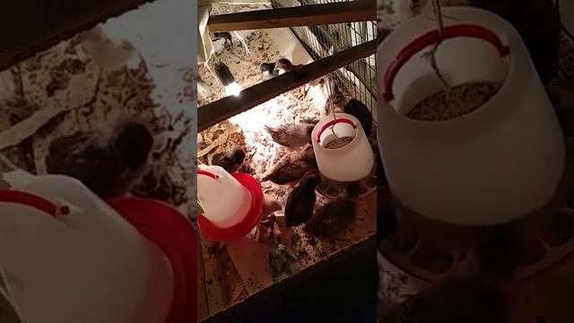 Алгашкы инкубатордан шыккан балапандарым смотреть онлайн