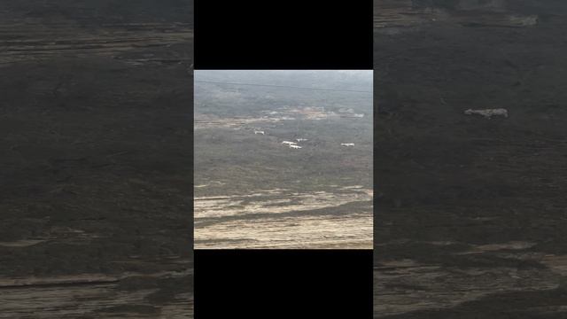 Козлы на опасной высоте