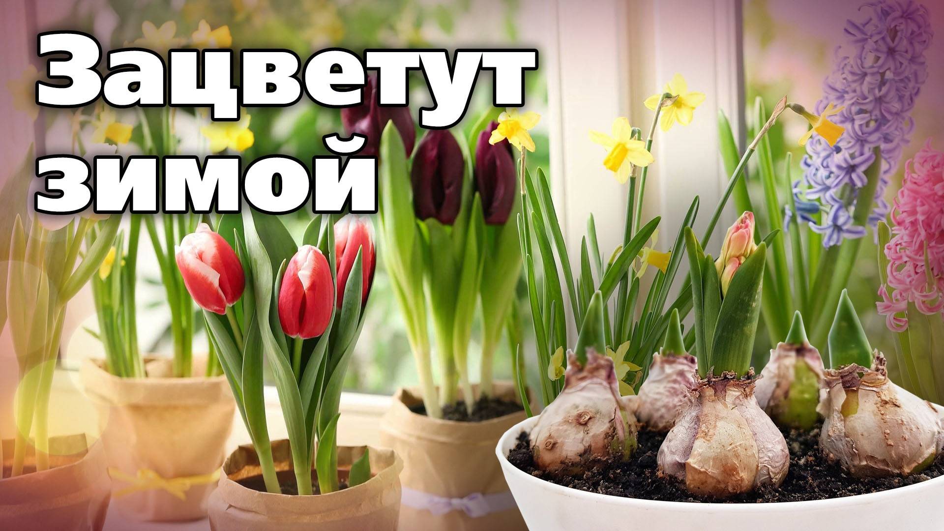 Выгонка луковичных. Испытание нового субстрата смотреть онлайн