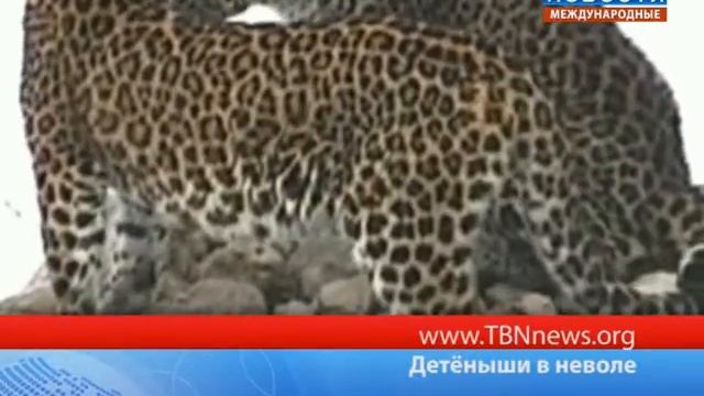 Детёныши в неволе смотреть онлайн