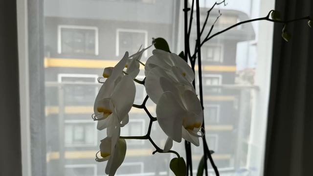 Ты... того... Лидка... приходи огород полоть. Веронике нельзя, у неё маникюр, - кричал в след брат смотреть онлайн