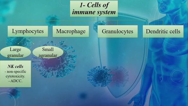 Immunity 1 (cells, tissues, Molecules) смотреть онлайн
