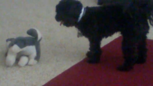 Gucci humping #1 смотреть онлайн