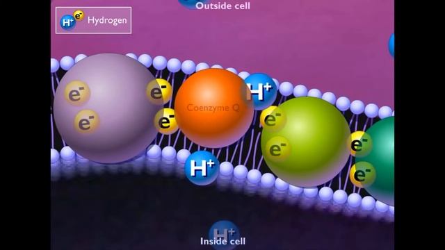 Electron transport chain смотреть онлайн