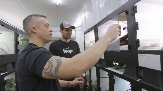 AMAZING Reptile Breeder Frank Payne's Reptile Room! смотреть онлайн