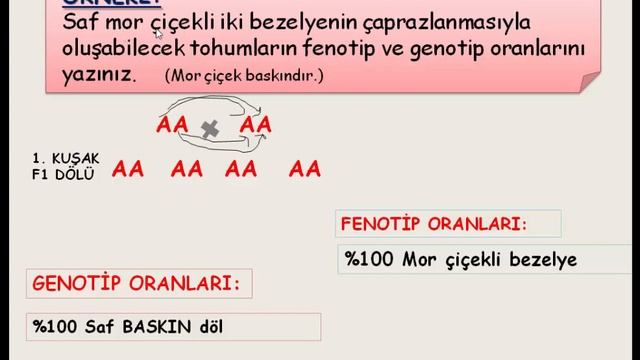 8. SINIF ÇAPRAZLAMA SORULARINI ÇÖZELİM. смотреть онлайн