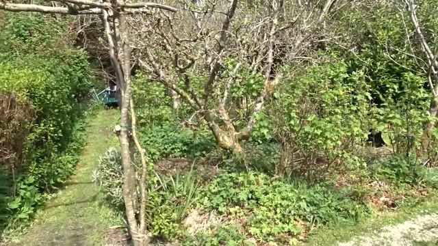 Building a Rustic Arch For the Garden...and the Bats are Back! смотреть онлайн
