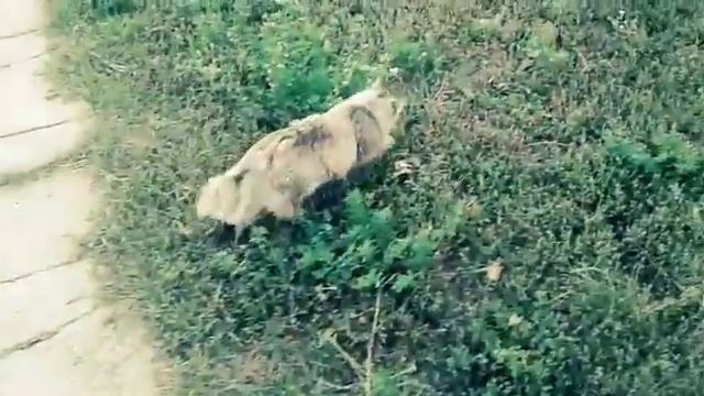 Тёмная сторона Мурочки😮😮😮 смотреть онлайн