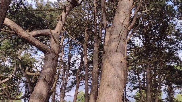 ЦВЕТУЩАЯ СЕВЕРНАЯ ГОЛЛАНДИЯ 🌿🌺 Спокойная музыка для души. FLOWERING HOLLAND AND MAGIC MUSI смотреть онлайн
