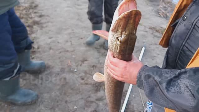 ЩУКА ВЗЯЛА НА ФИДЕР смотреть онлайн