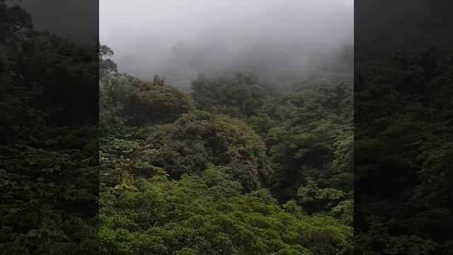 See a Cloud forest in Costa Rica смотреть онлайн