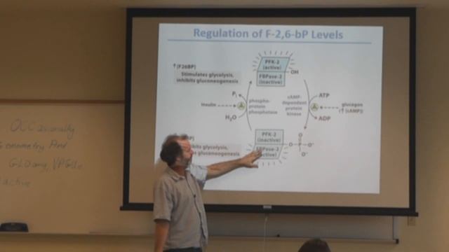Santa Fe College: Biochemistry Metabolic Regulation смотреть онлайн