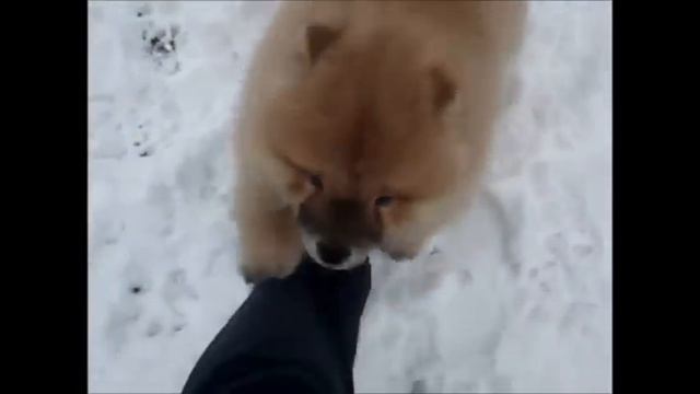 Shagio-Shen Trudi ~°Sugar°~ смотреть онлайн