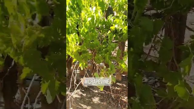 Grape Harvest with Lily #shortvideo #growingfood #gardening #calisprouted #ediblelandscape смотреть онлайн