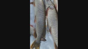 Итоги зимней ( весенней ) рыбалки в Сибири 2024