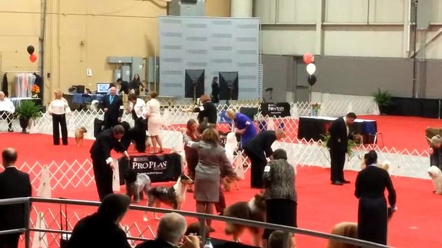 Merlot - Purina National 2014 Group 7 part 2 смотреть онлайн