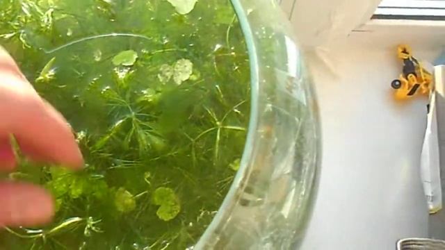 Подкормка травника эксперимент с гиббереллиновой кислотой. смотреть онлайн