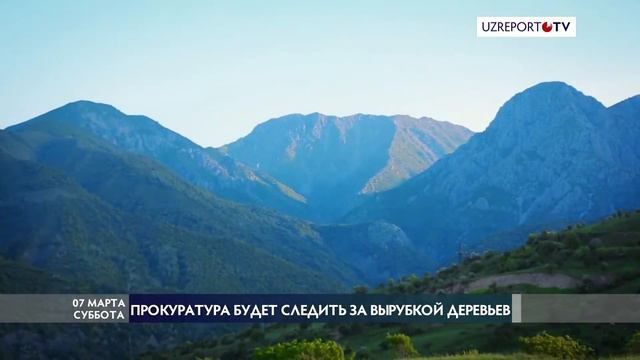 Прокуратура будет следить за вырубкой деревьев смотреть онлайн