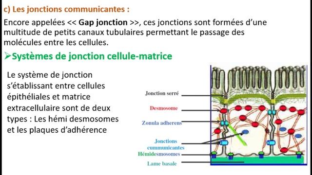 Histologie : Les épithéliums / Épithélium de revêtement et épithéliums glandulaires بالدارجة смотреть онлайн