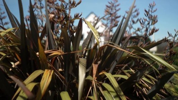 Meyer optik gorlitz DOMIPLAN 50 mm f 2,8