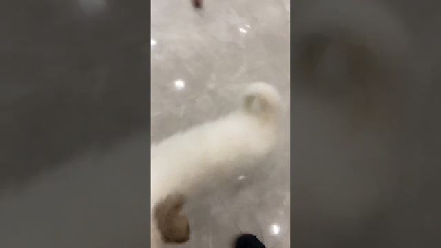 Светлые Ангелы, белоснежные помски White Pomsky, For You In Our Nursery, доступны в нашем питомнике