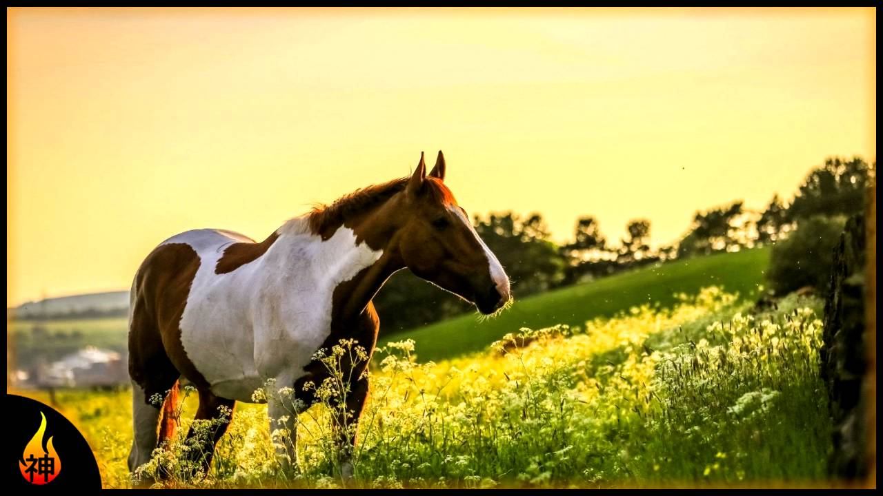 1 Hour Relaxing Country Music | Green Fields | Relax, Study, Ambience смотреть онлайн