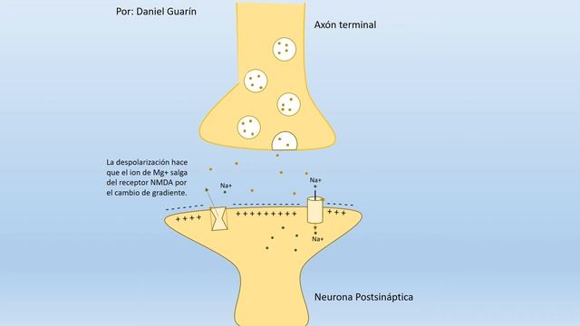 Receptores ionotrópicos del glutamato (NMDA, AMPA) смотреть онлайн