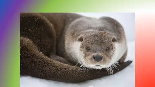 Окисление без лисички, собаки и енота смотреть онлайн