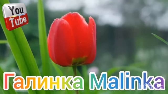 Колесниковы /Какая же ты Чучундра /Обзор Влогов /7-Я Колесниковы /Kolesnikov / смотреть онлайн
