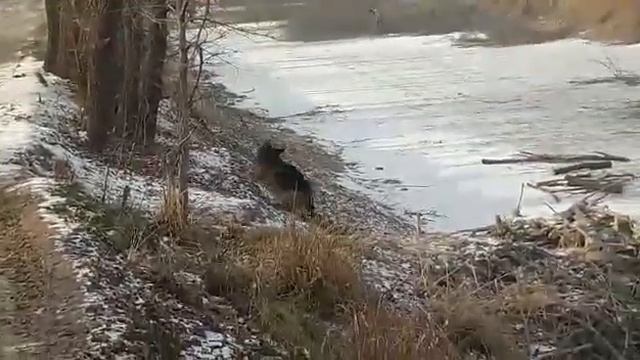 Немец дрова ворует. смотреть онлайн