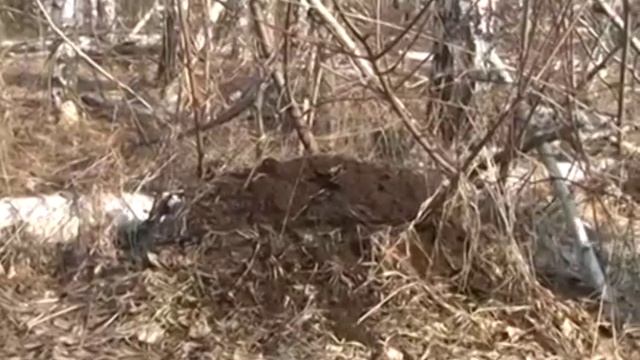 1 марта дан старт ряду областных экологических акций смотреть онлайн