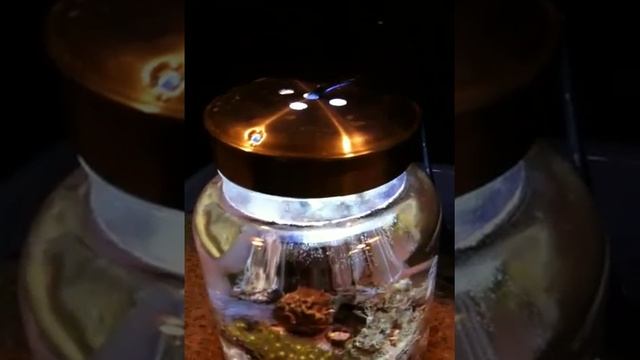 Saltwater Pico reef cookie jar tank смотреть онлайн