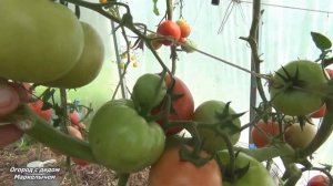 Томат АРБУЗНЫЙ. Хороший вкус, но мало плодов.