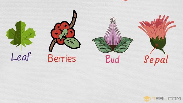 Parts Of A Plant In English | Plant Parts, Flower Parts, Tree Parts