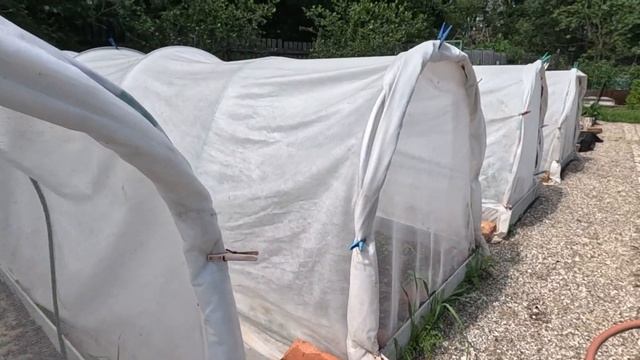 Лёгкий способ посадки моркови. Обзор огорода в июне. смотреть онлайн