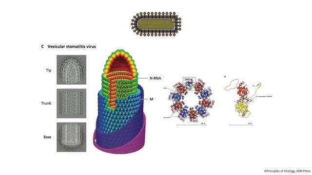 Virology Lectures 2016 #4: Structure of viruses смотреть онлайн
