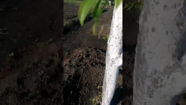 Средство от ТЛИ смотреть онлайн