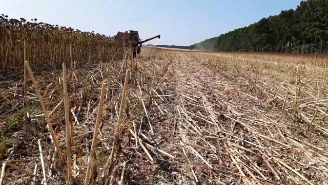 Молотимо соняшник Естрада (відео за 16.09.20) смотреть онлайн