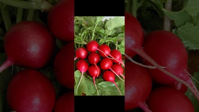 Факты про редис смотреть онлайн