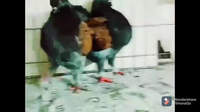 Modena pigeon by Mothers pigeon loft ctg✓|| pigeon's Bangladesh смотреть онлайн